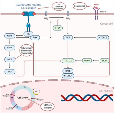 Exploring novel approaches in the systemic therapy of low-grade serous carcinoma of the ovary: a literature review